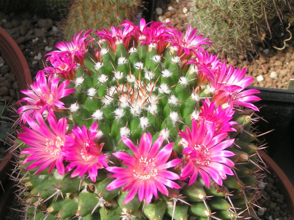 Mammillaria magnimamma